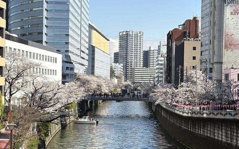 目黒川の桜