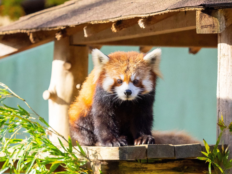 千葉市動物公園