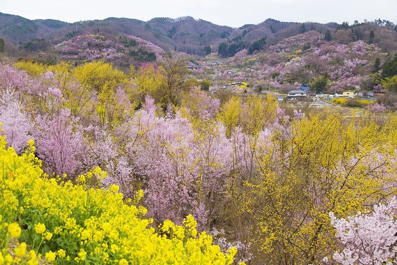 花見山
