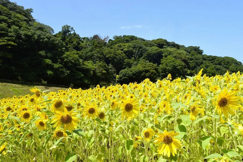 花畑に咲くひまわり