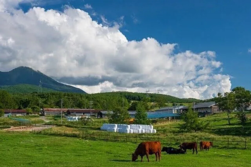 長門牧場の放牧風景