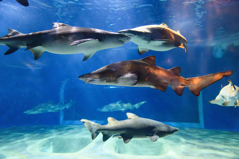 サメの海