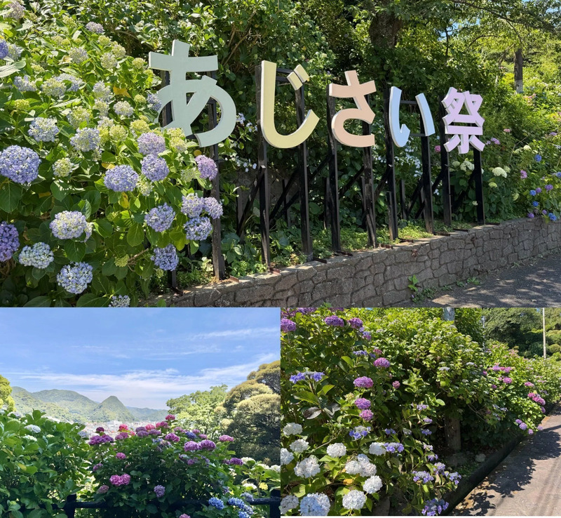 下田あじさい