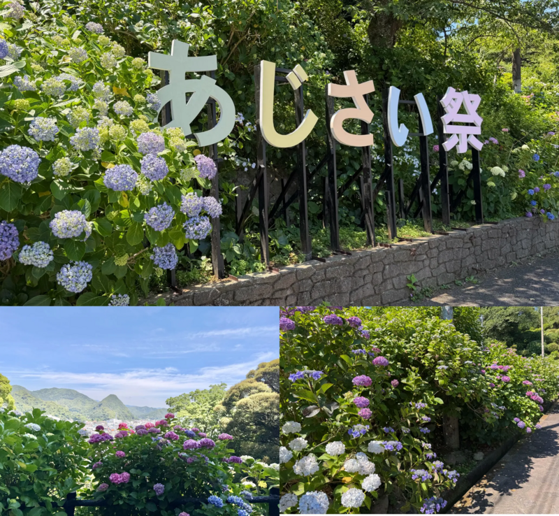 下田あじさい祭開花状況