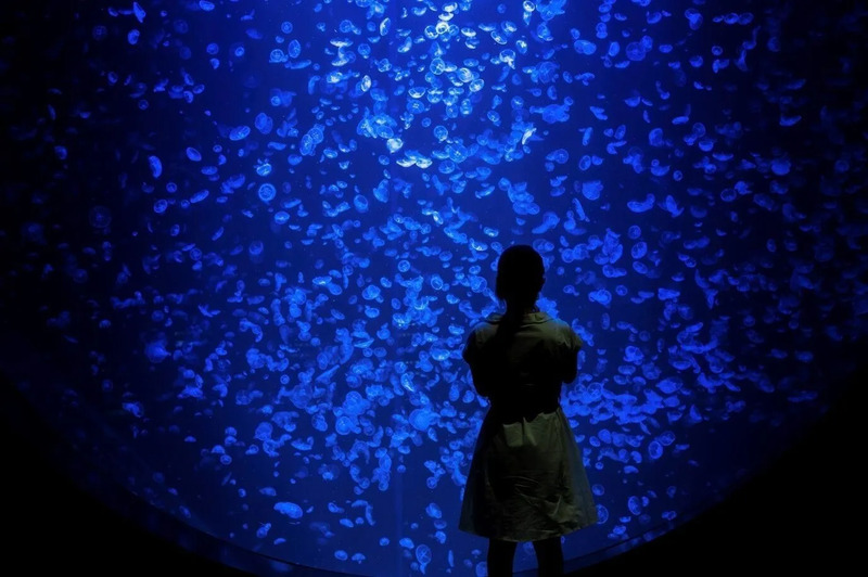 東北エプソンアクアリウムかもすい（鶴岡市立加茂水族館）