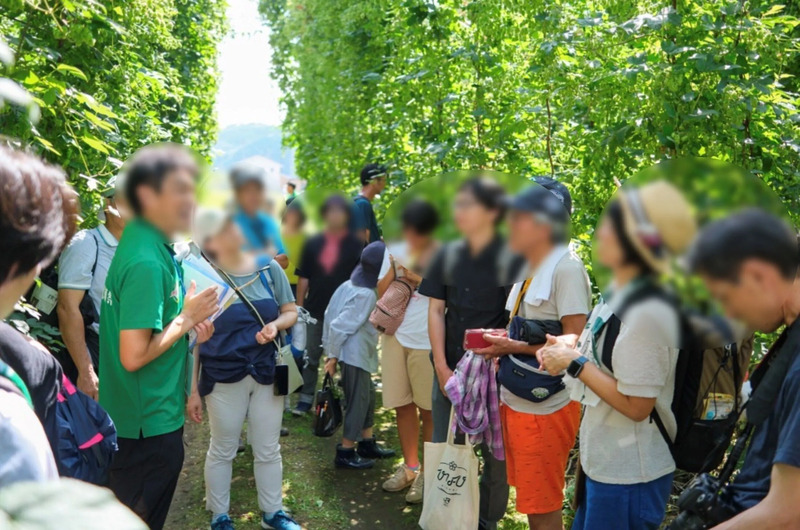 遠野ホップ収穫祭,ホップ畑体験ツアー