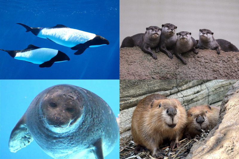 生き物