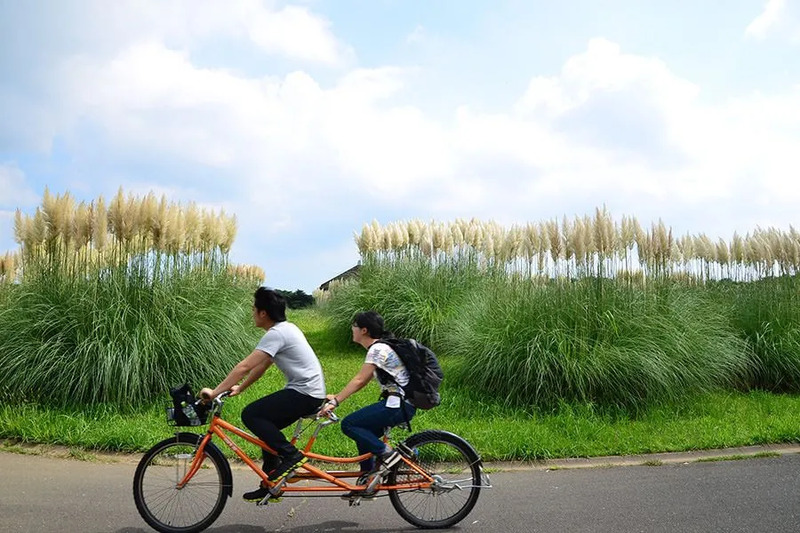 パンパスグラスとサイクリング
