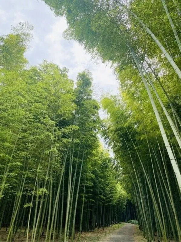 若竹之杜 若山農場
