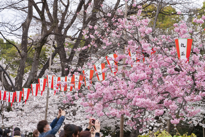 お花見2025】上野公園お花見情報 | JREメディア