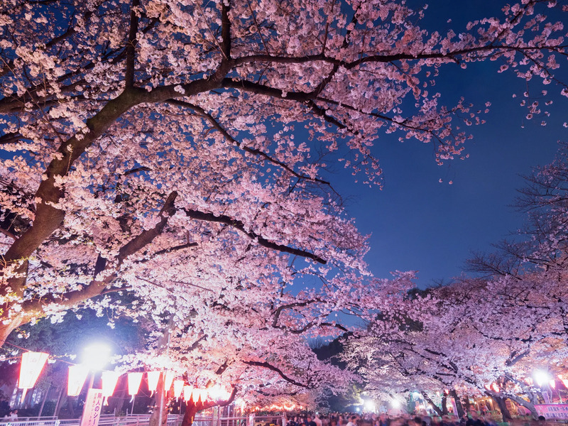 お花見2026】上野公園お花見情報 | JREメディア