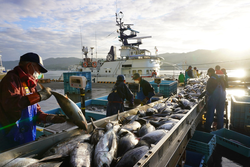 かつお溜め釣り漁