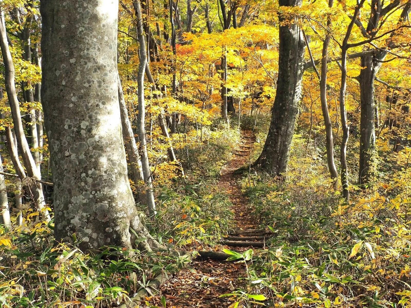 白神山地,観光,秋田,秋