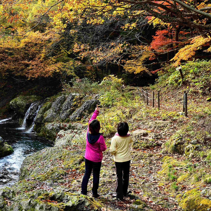白神山地,観光,秋田,秋