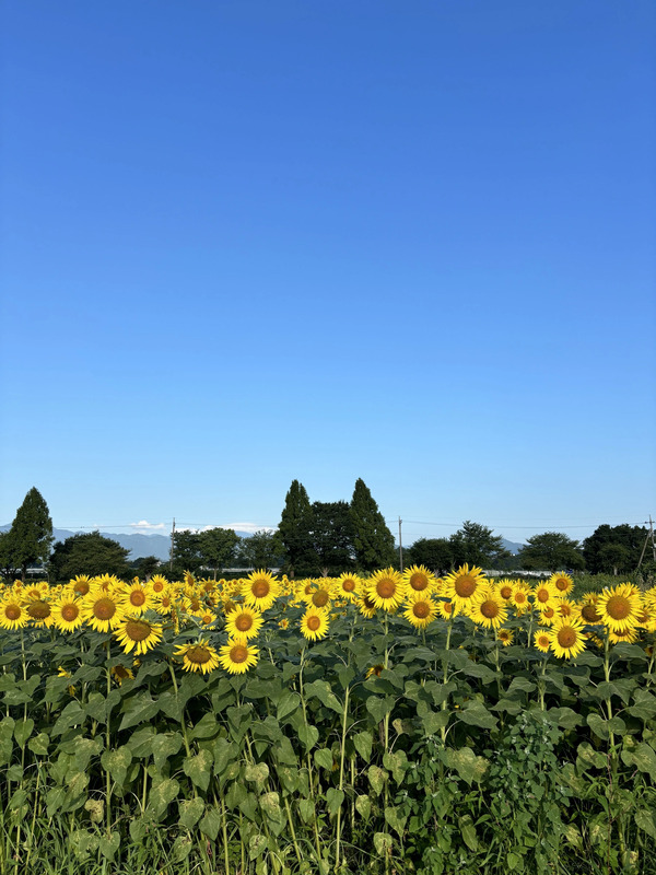 《写真提供：座間市地域づくり部地域プロモーション課》/座間ひまわり畑から見える「ねこねこの木」