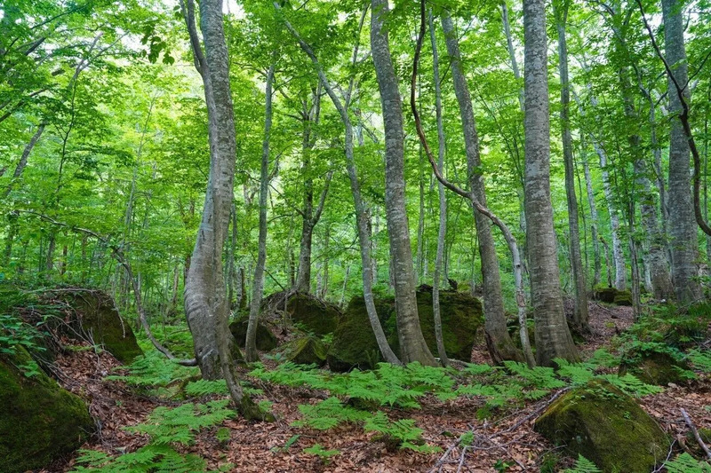 白神山地、観光、秋田、リゾートしらかみ