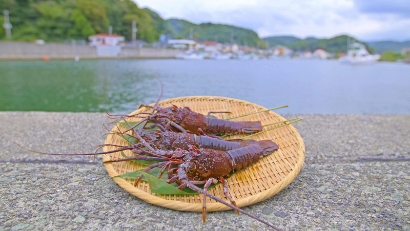 漁港で撮影した伊勢海老