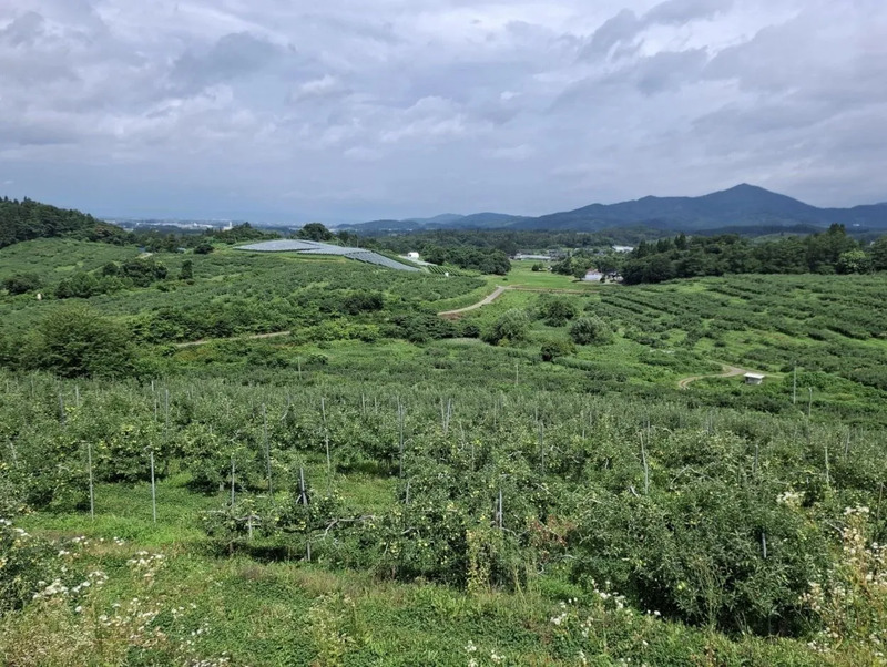 紫波長岡果樹園全景
