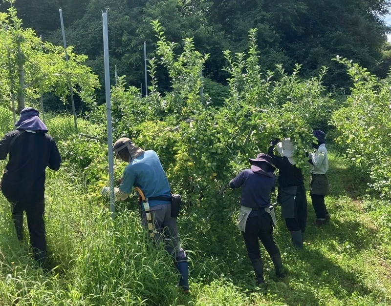 紫波長岡果樹園の皆さまと作業