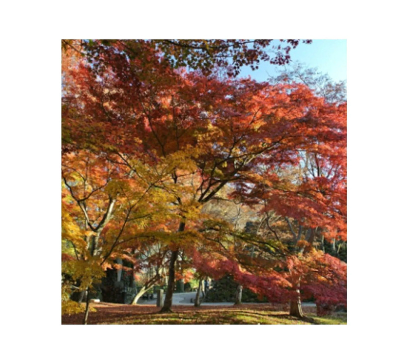 小諸城址 懐古園の紅葉