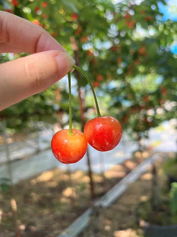 山形・寒河江「さくらんぼ狩り＆ジェラート券」が「TOHOKU MaaS」に