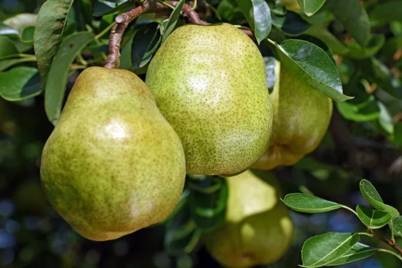 山形県寒河江市産の「ラ・フランス」を首都圏4駅のNEW DAYSで