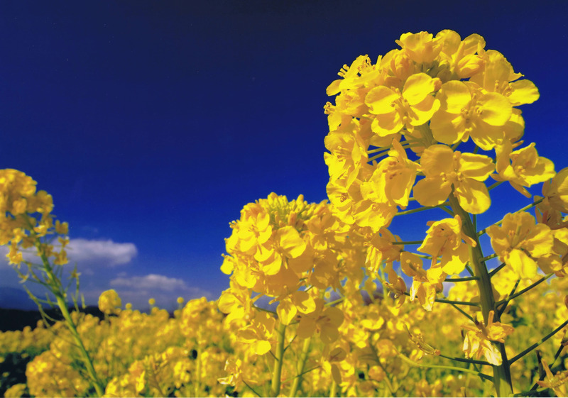 東海道線二宮駅からすぐ!早春の吾妻山で菜の花と富士山の絶景を楽し