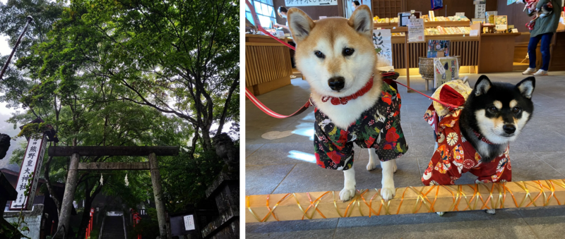 特急型車両E257系で行く！ケージレス列車『わんだフルTRAIN』第3弾