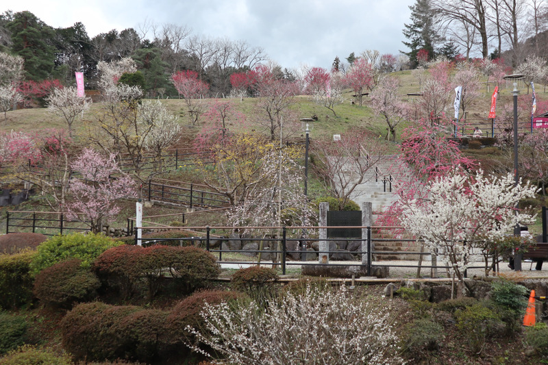 東京から日帰りで楽しむ青梅の梅｜梅の公園＆吉野梅郷梅まつり2026の