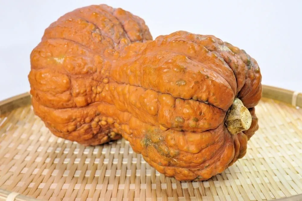 鹿ケ谷かぼちゃ(ししがたにかぼちゃ)は、京都の伝統野菜「京野菜」のひとつで、日本かぼちゃの品種です。ひょうたん型で、中央がくびれている独特な形で、一般的なかぼちゃのような強い甘みはなく、淡白でさっぱりした味わいで、煮崩れしにくいのが特徴です。水分が多く、加熱するとしっとり・ねっとりした食感になります。
「鹿ケ谷かぼちゃのころころドーナツ」はこの「鹿ケ谷かぼちゃ」を使います。